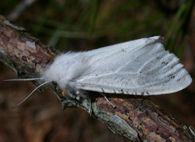 <i>Agreeable Ermine </i>